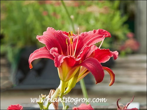 The flower is perfect (bisexual), having both the male (anther) and female (pistil) reproductive parts.